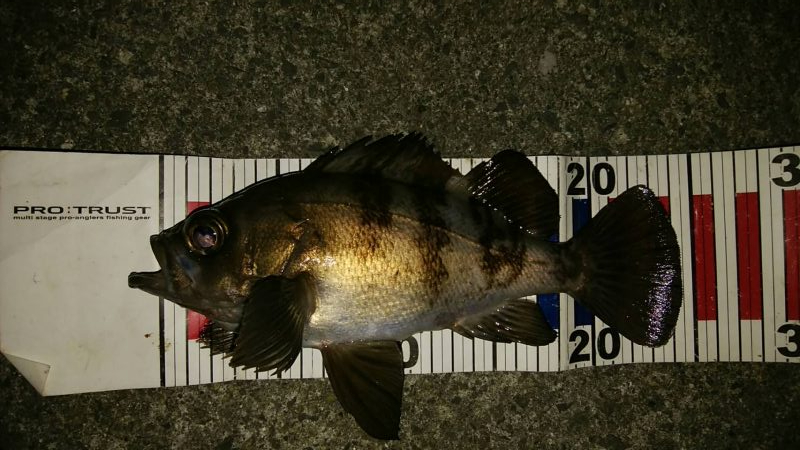 メバル混じりの遠投アジング